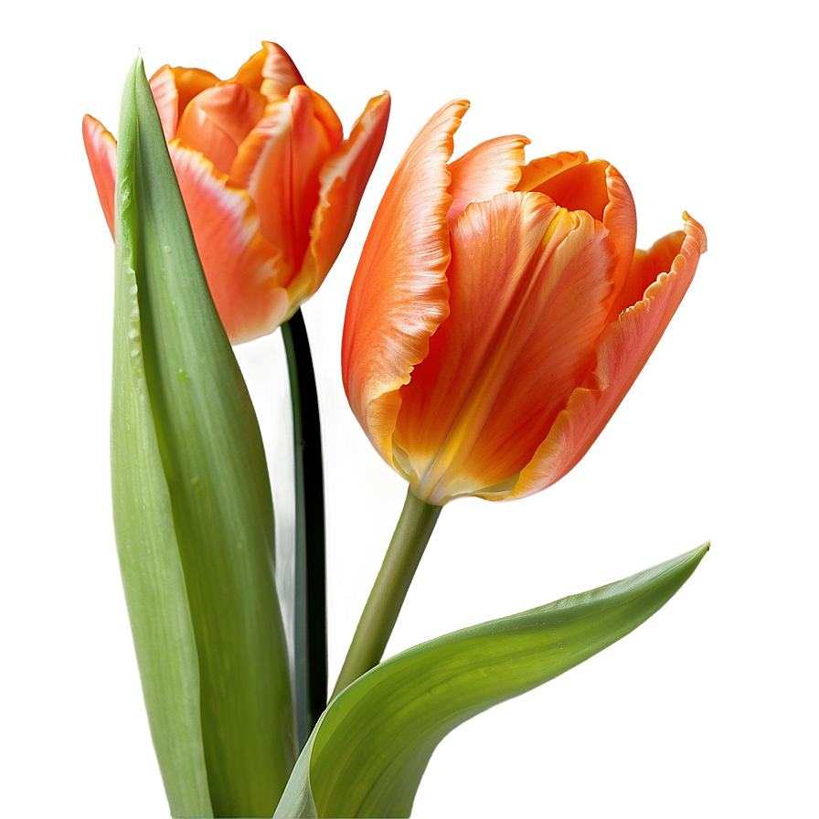 Fiery Orange Tulip Png 16 PNG image