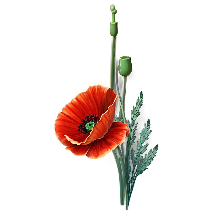 Fiery Red Poppies Image Png 06122024 PNG image