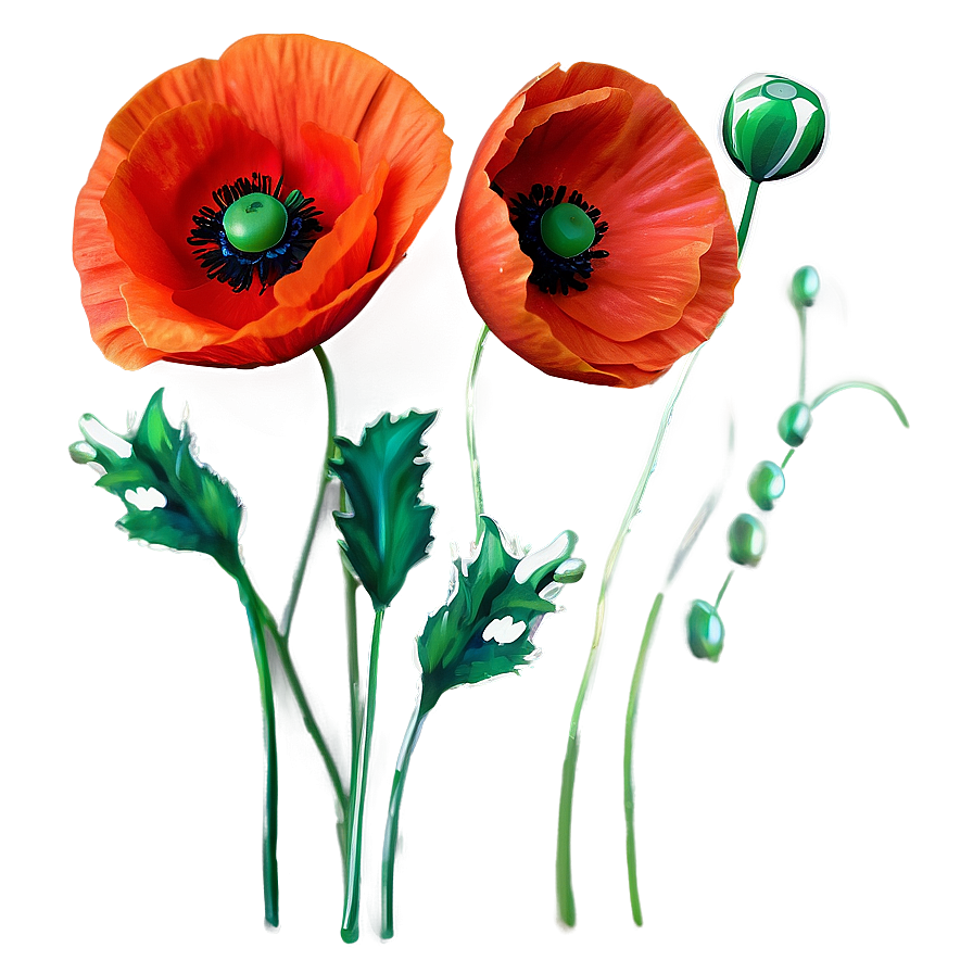 Fiery Red Poppies Image Png 06122024 PNG image