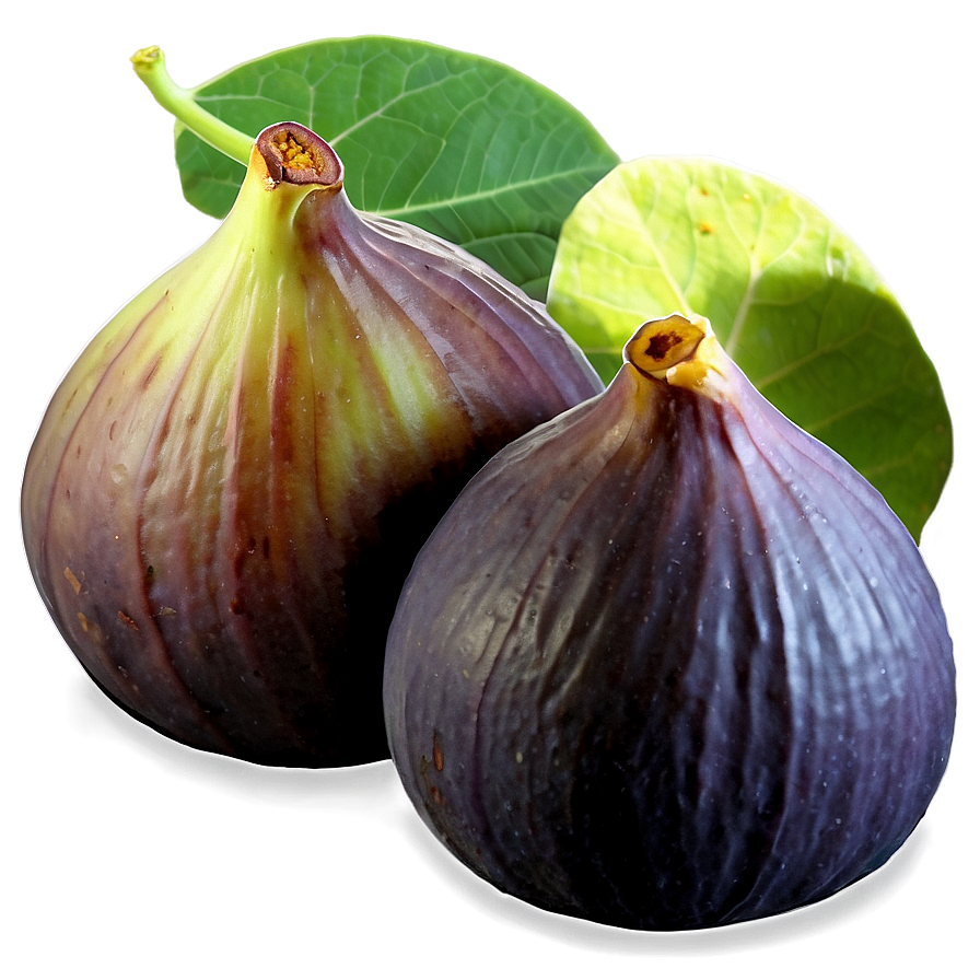 Figs B PNG image