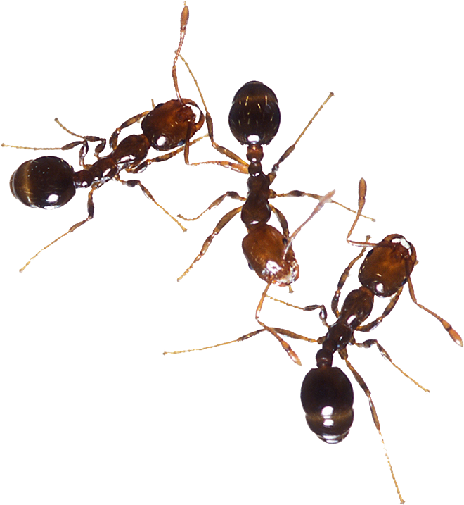 Fire Ants Interaction768x834.png PNG image