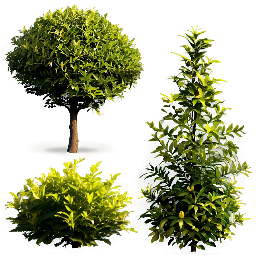 Fire Resistant Shrubs Png 11 PNG image