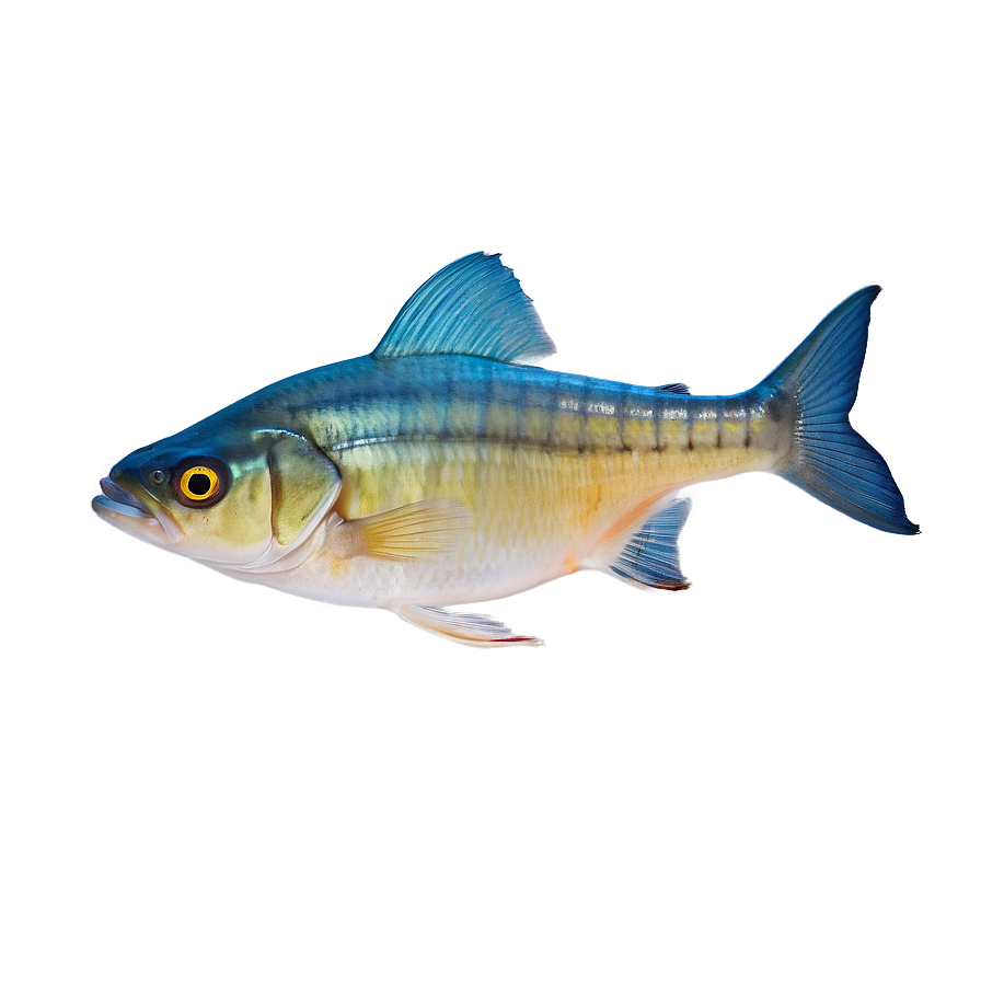 Fish Anatomy Diagram Png 06132024 PNG image