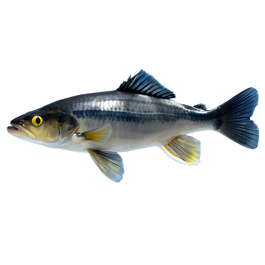 Fish B PNG image