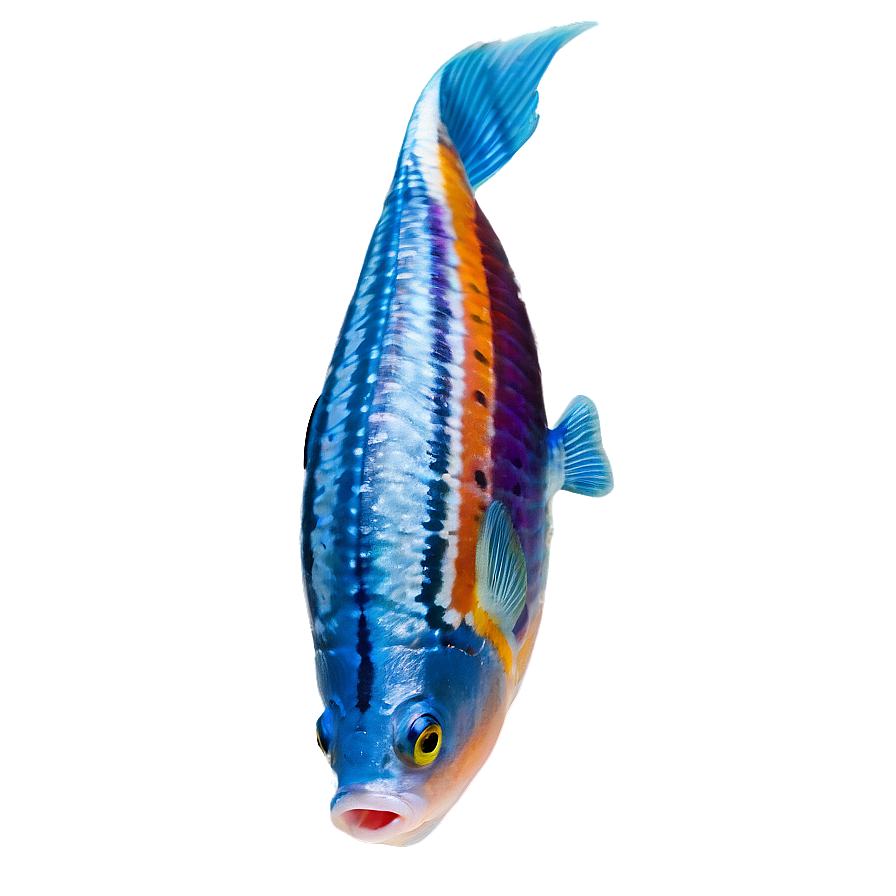 Fish D PNG image