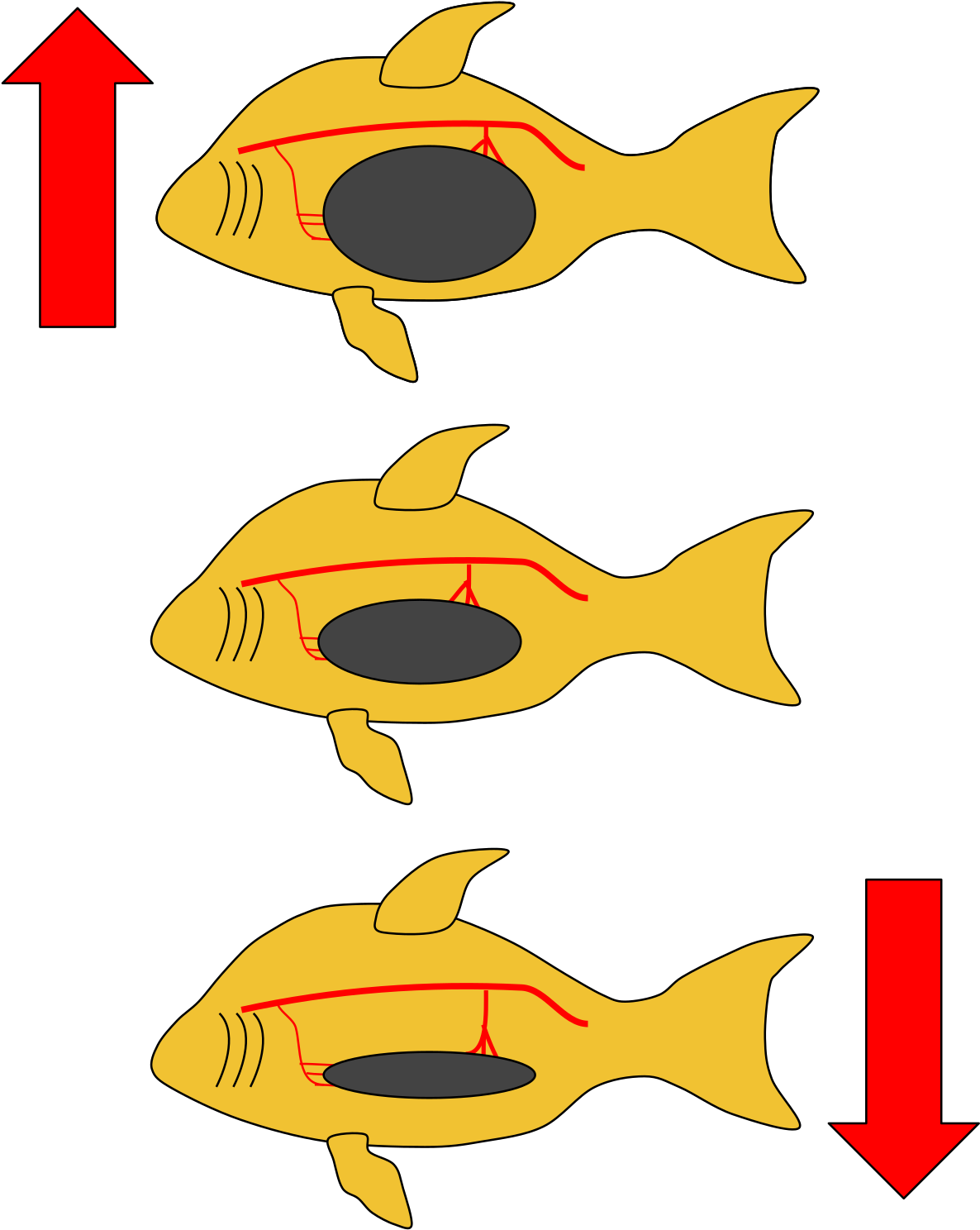 Fish Swimming Direction Change PNG image