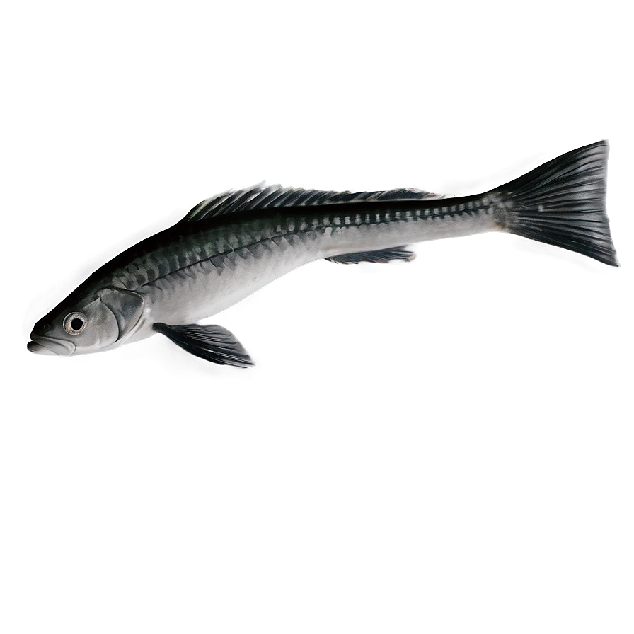 Fish Tail Png Ibt65 PNG image