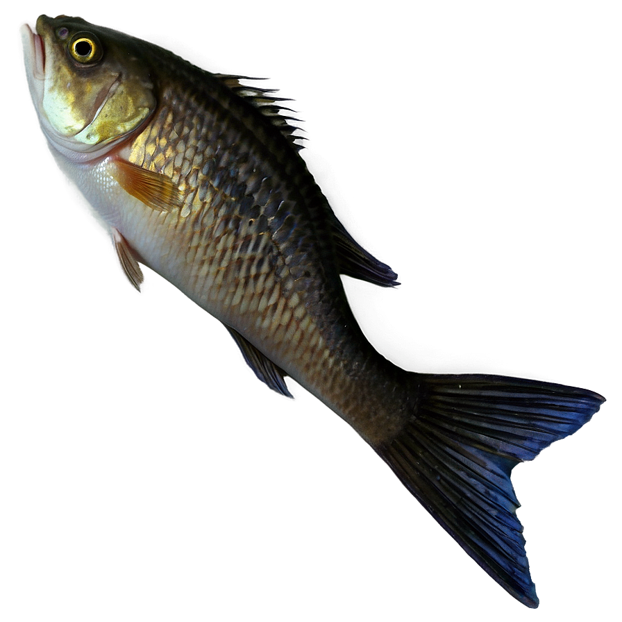 Fish Tail Png Kam PNG image