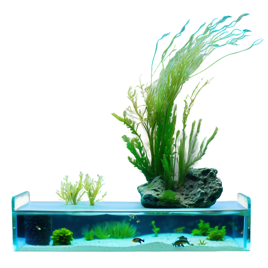 Fish Tank Algae Png Sop PNG image