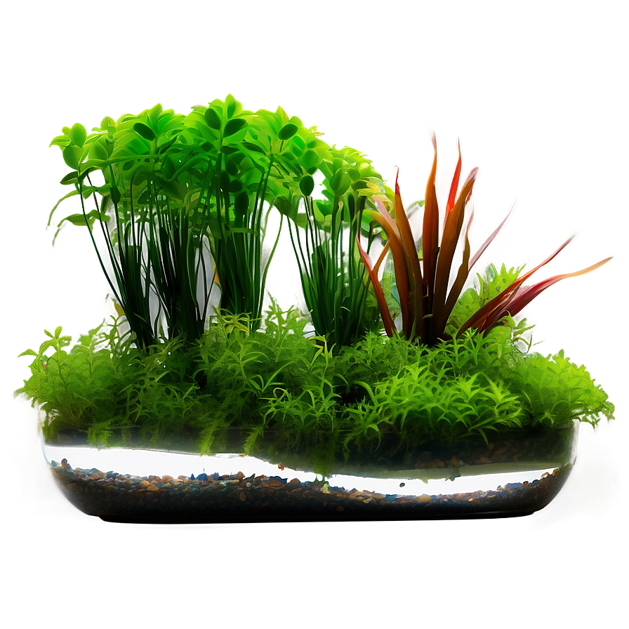 Fish Tank Plants Png 75 PNG image