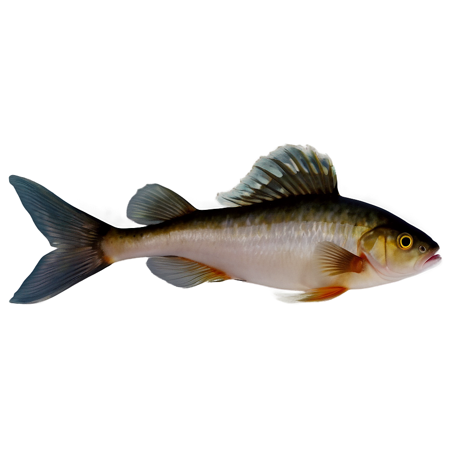 Fishes D PNG image