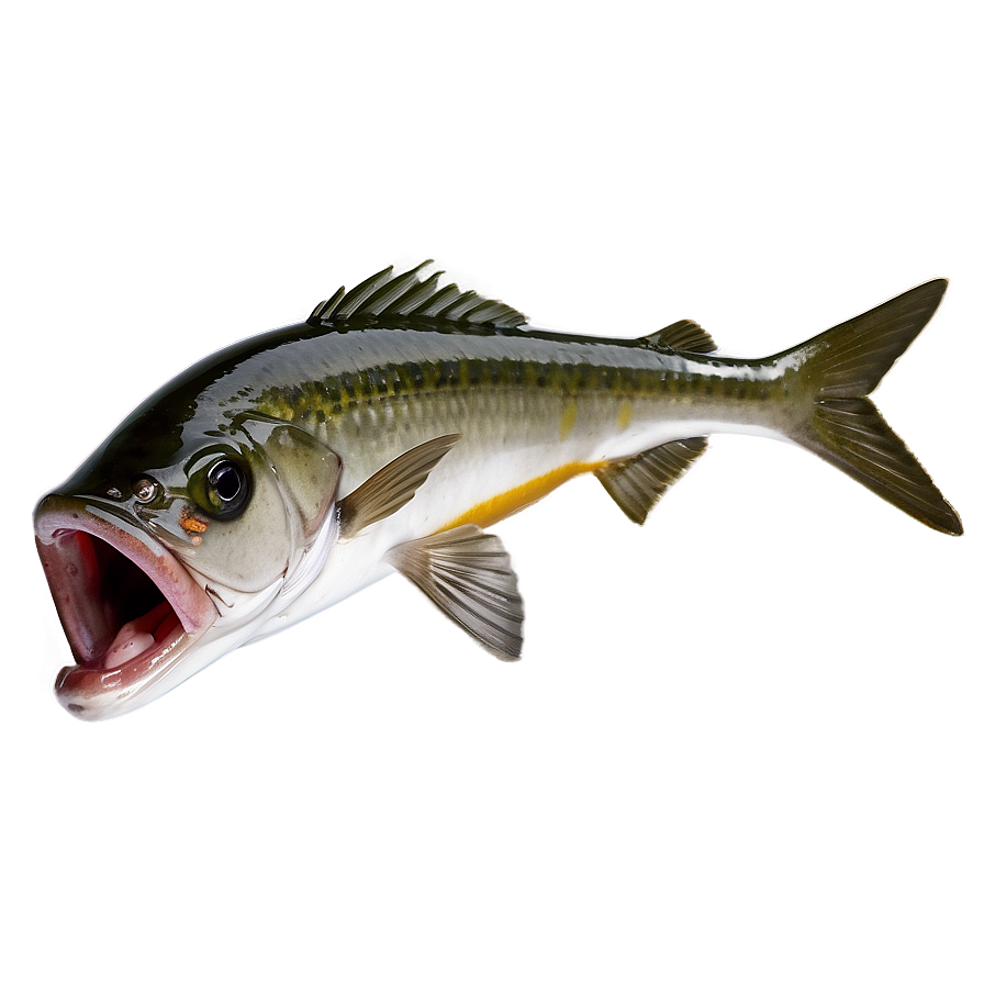 Fishing With Live Bait Png 35 PNG image