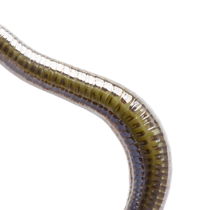 Fishing Worm Bait Png 05242024 PNG image