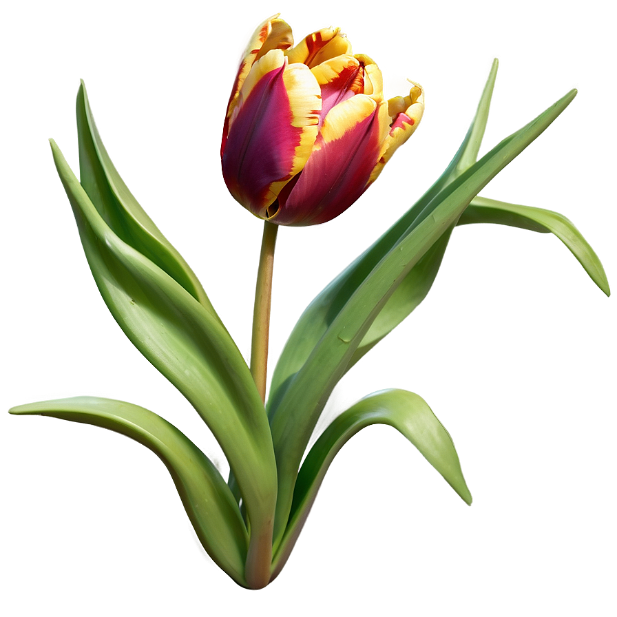 Flaming Tulip Png 30 PNG image