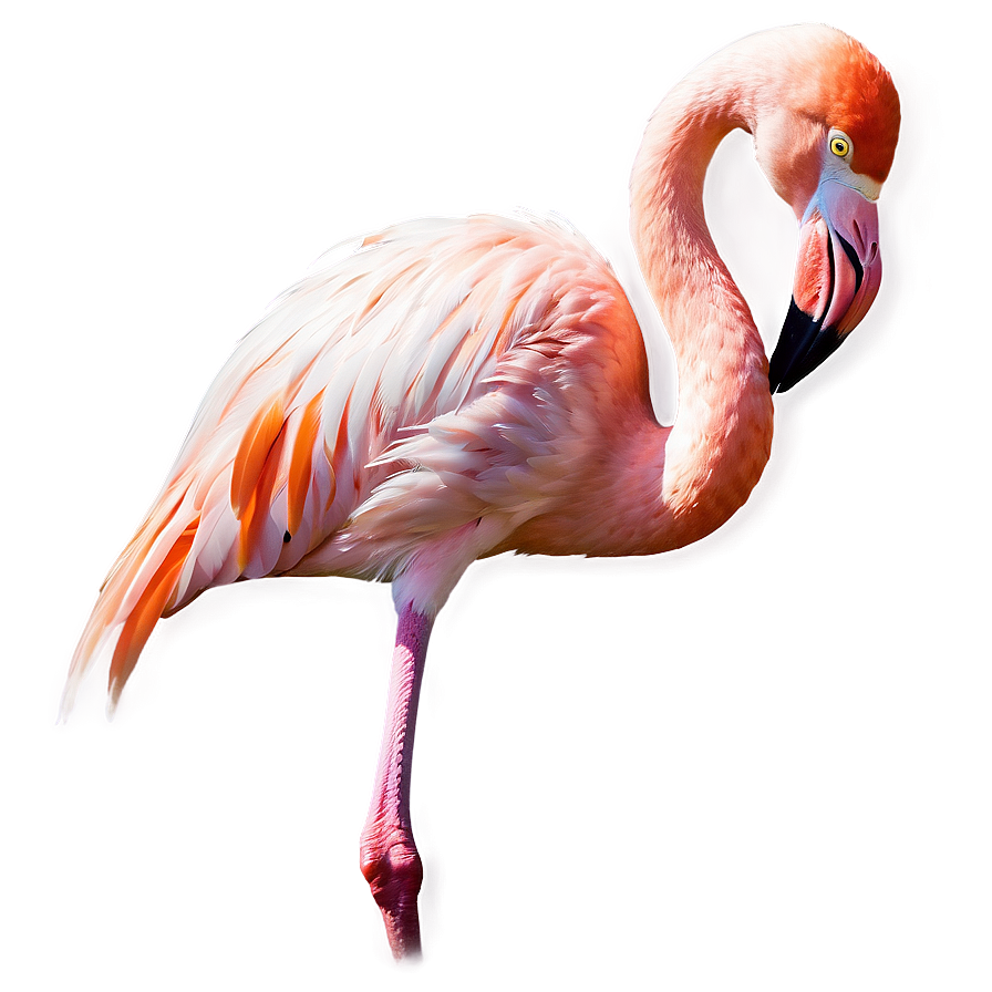 Flamingo Couple In Love Png Gdg35 PNG image