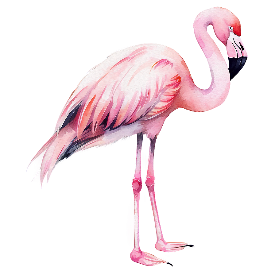 Flamingo Digital Watercolor Png 8 PNG image