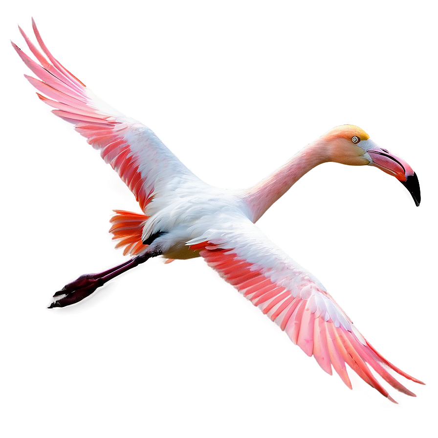 Flamingo Flock In Flight Png 05062024 PNG image