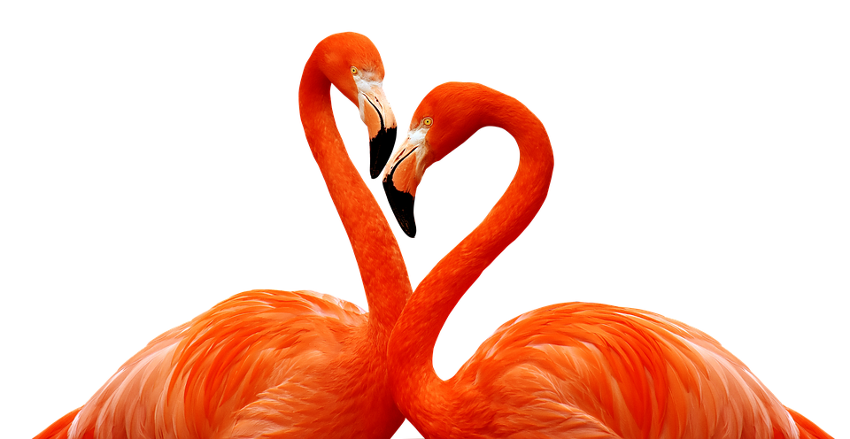 Flamingo Heart Formation PNG image