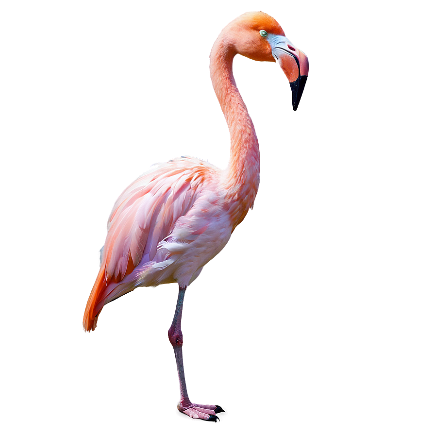 Flamingo In Tropical Paradise Png Pjj95 PNG image