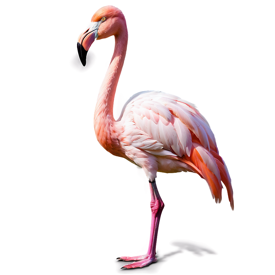 Flamingo Standing On One Leg Png 06292024 PNG image