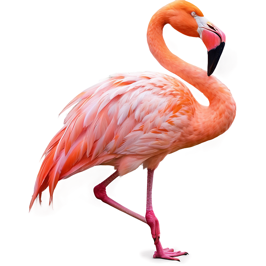 Flamingo Sunset Silhouette Png Xth15 PNG image