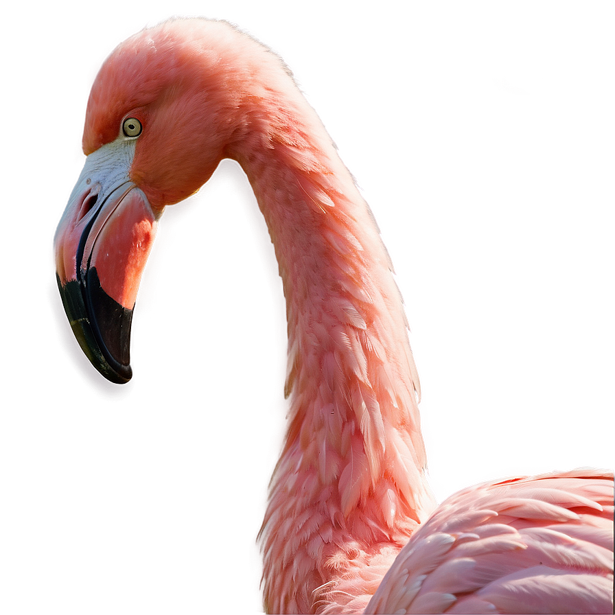 Flamingo Sunset Silhouette Png Yiw PNG image