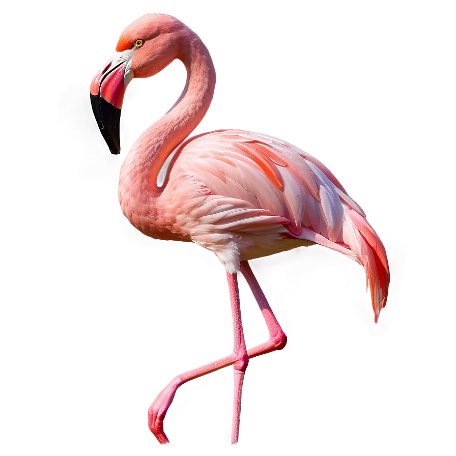 Flamingo Tropical Garden Party Png 06272024 PNG image