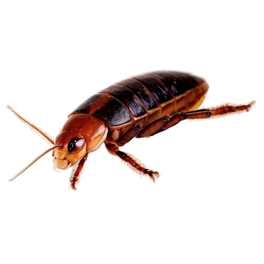 Flat Roach Png Cvq5 PNG image