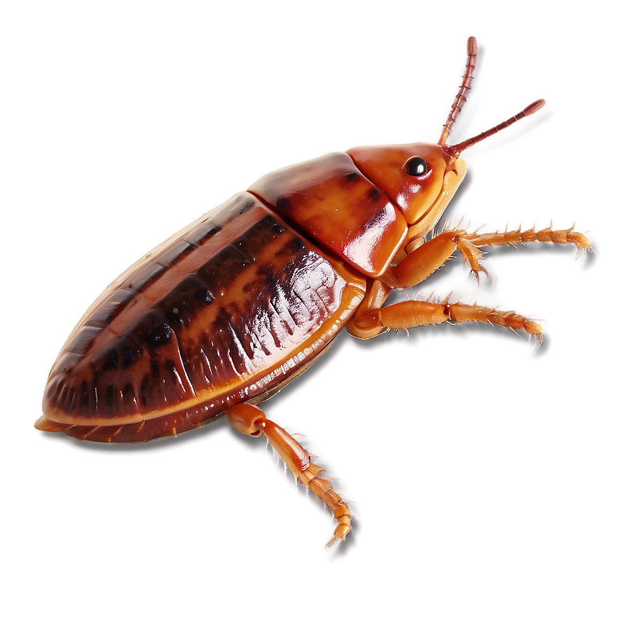 Flat Roach Png Nth54 PNG image