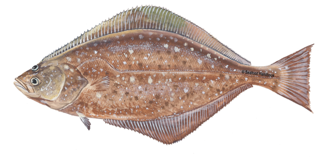 Flatfish Species Identification PNG image