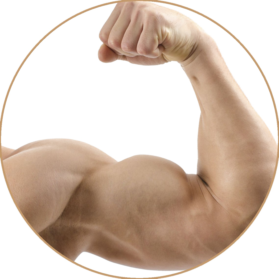 Flexed Bicep Muscle Display.png PNG image