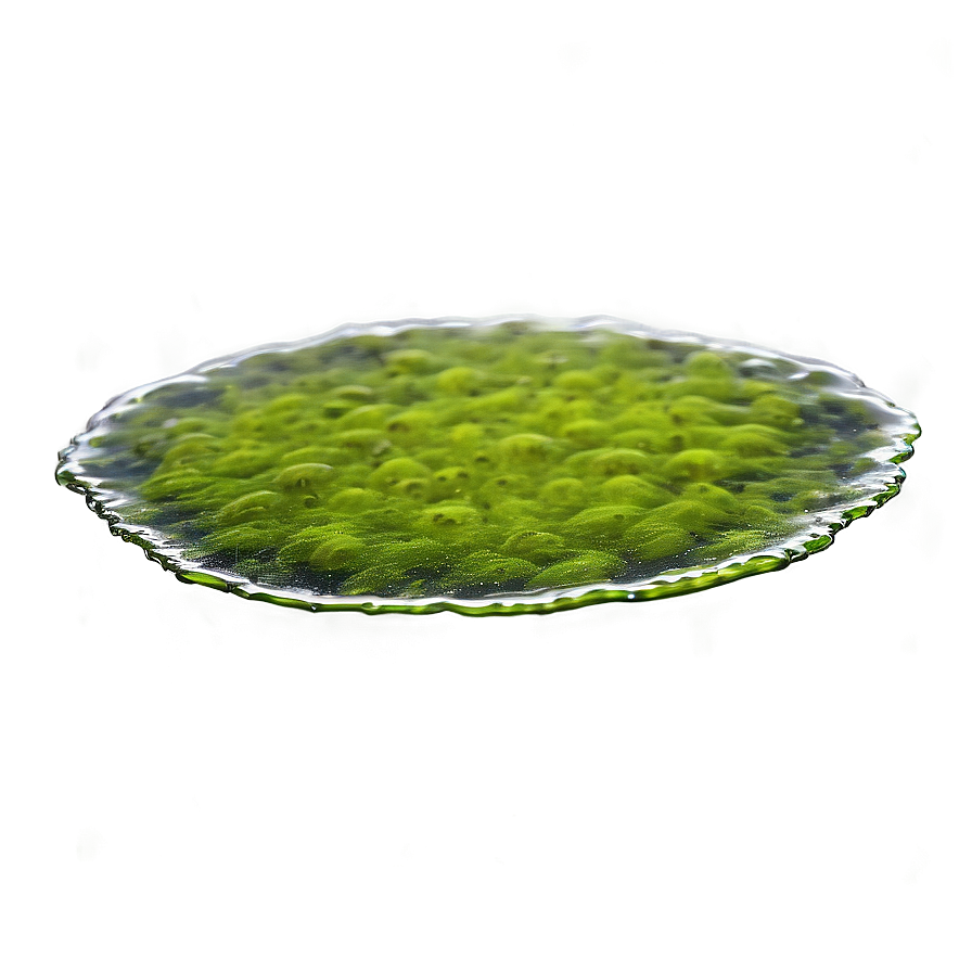 Floating Algae On Water Png Ute PNG image