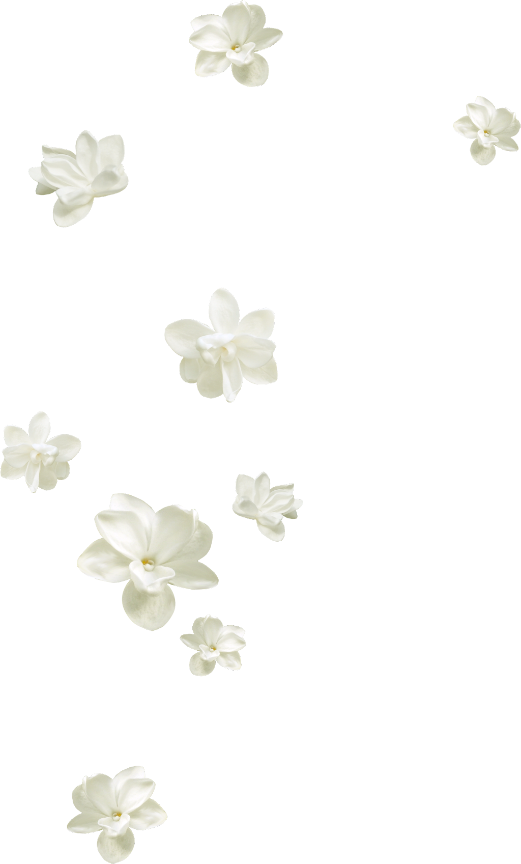 Floating Jasmine Flowers Pattern PNG image