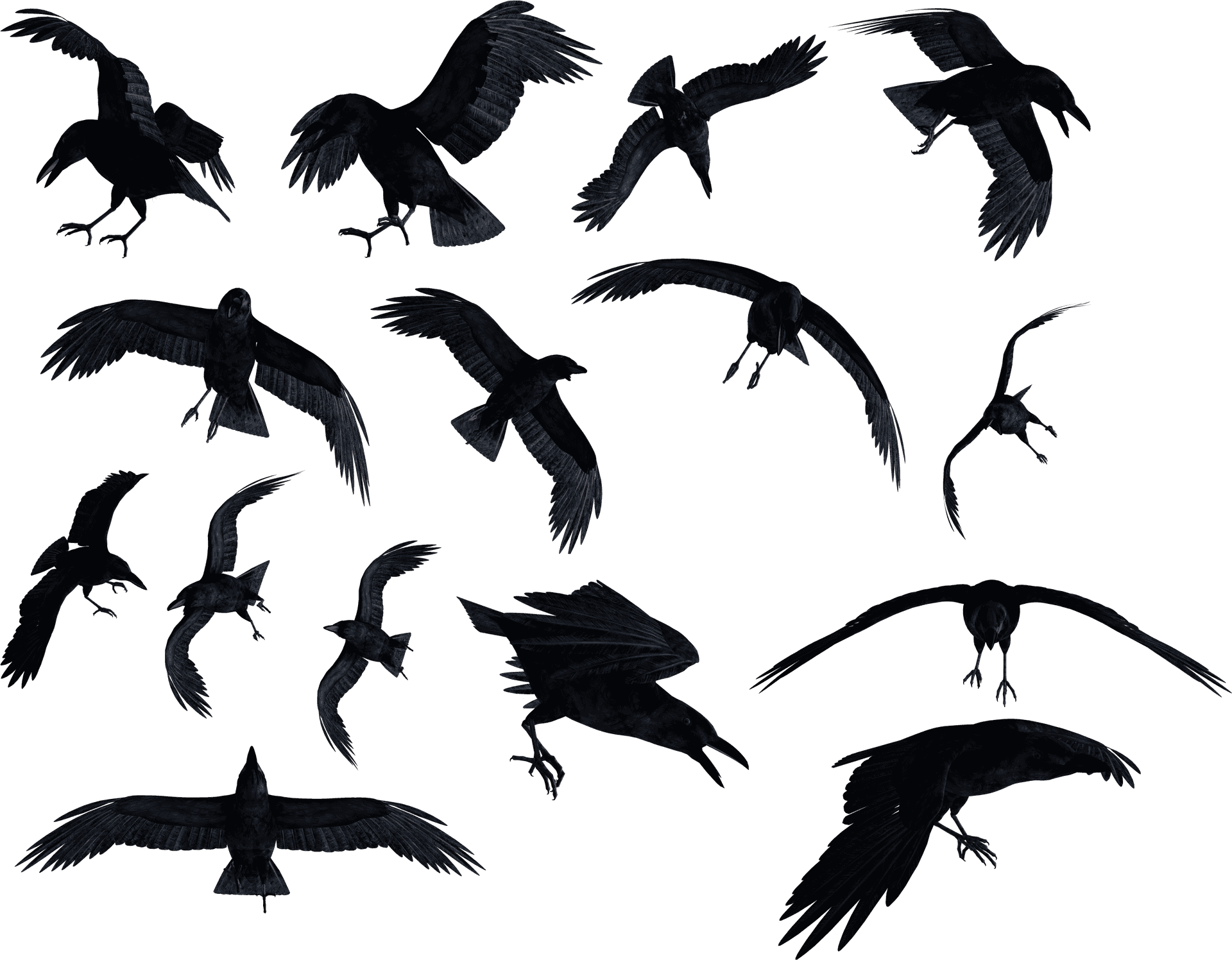 Flock_of_ Ravens_in_ Flight PNG image