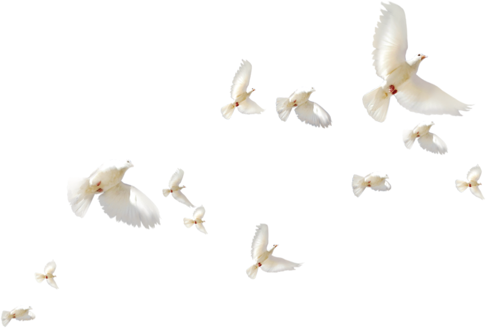 Flock_of_ White_ Doves_in_ Flight PNG image