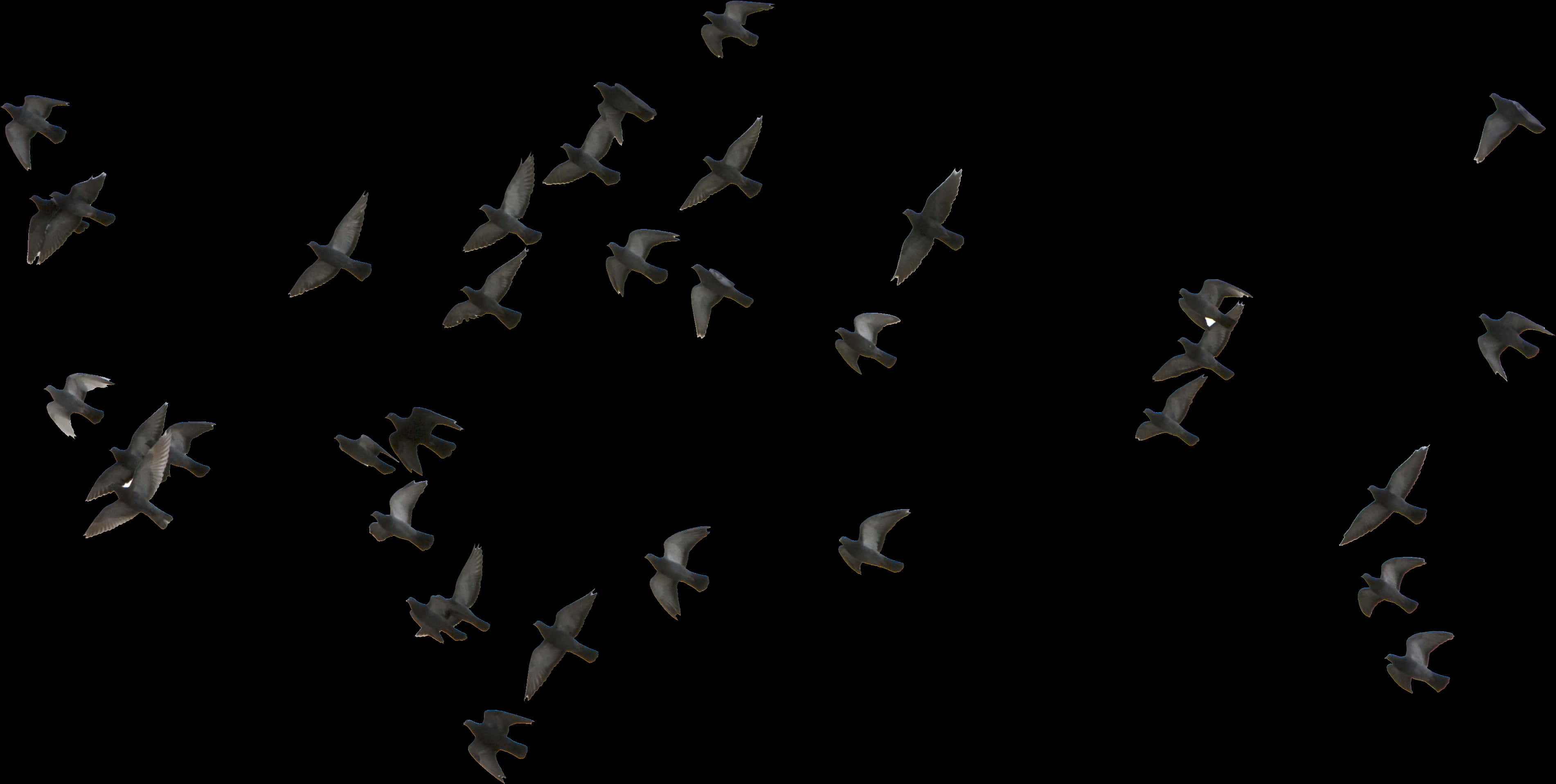 Flockof Dovesin Flight PNG image