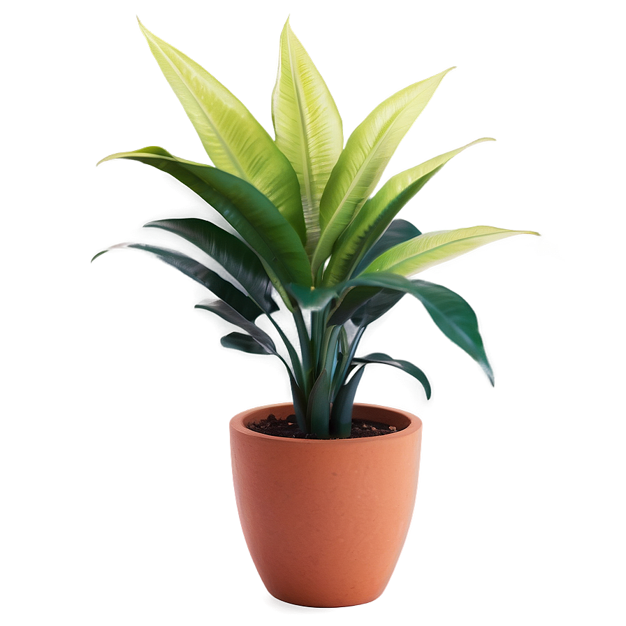 Floor Plant Decor Png 06282024 PNG image