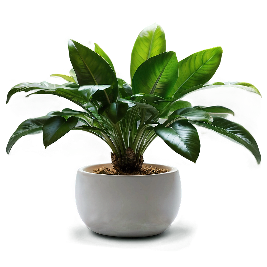 Floor Plant In Home Decor Png 06282024 PNG image