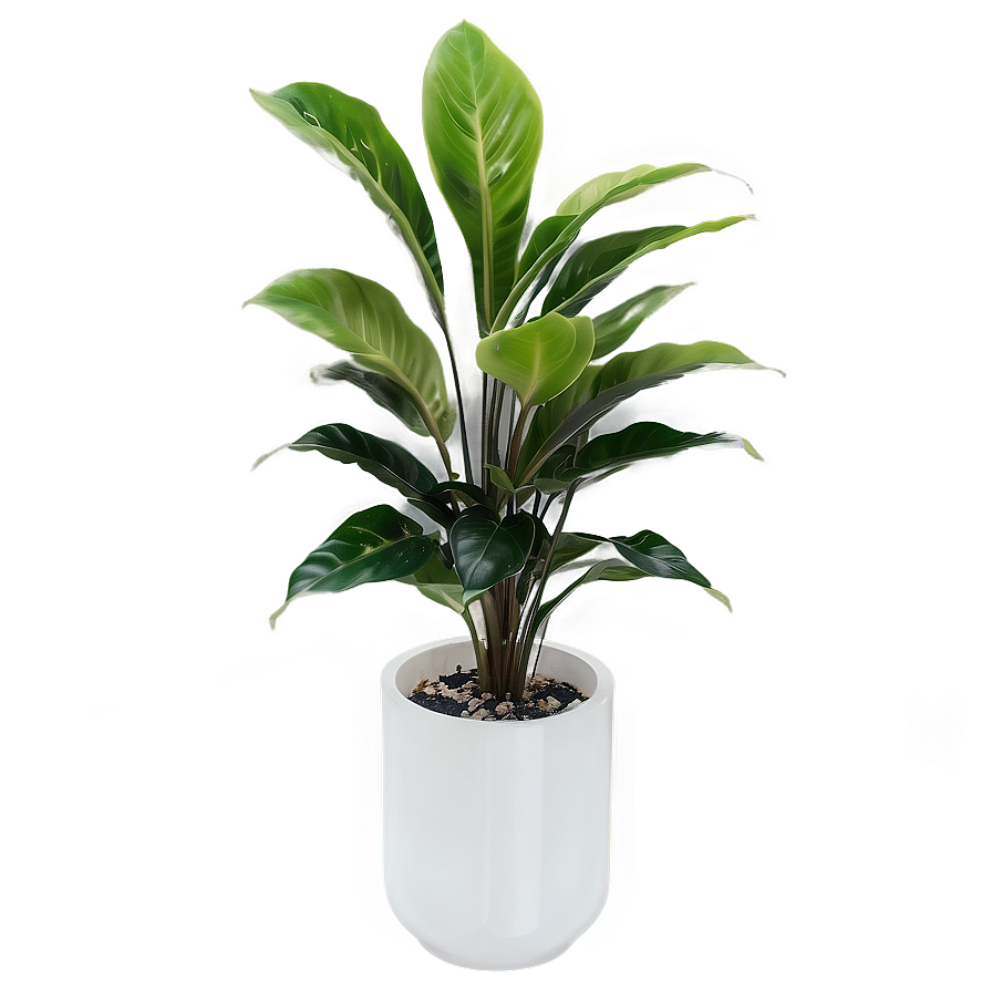 Floor Plant In Interior Png Vir9 PNG image