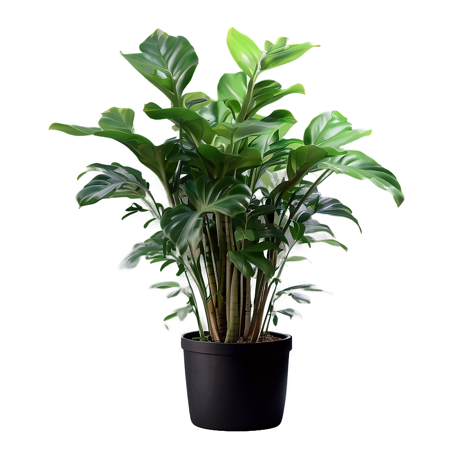 Floor Plant Png 06282024 PNG image