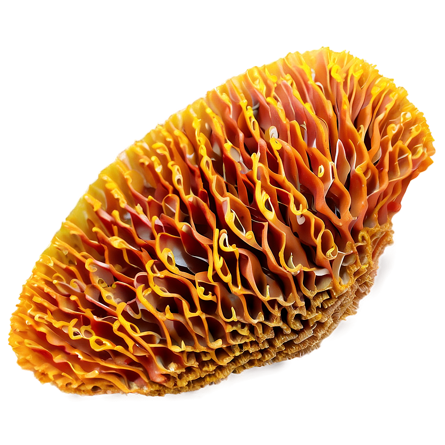 Florida State Coral Reef Png 06212024 PNG image