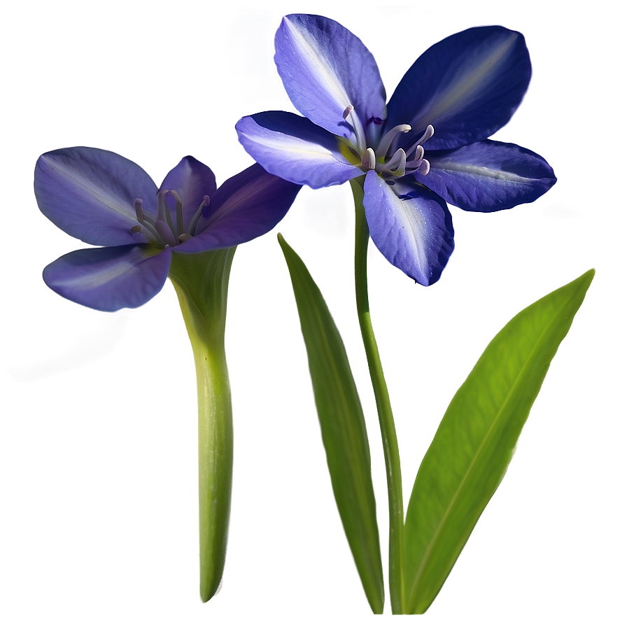 Flower B PNG image