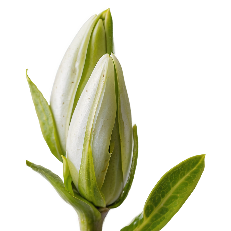 Flower Bud Transparent Png Rup PNG image