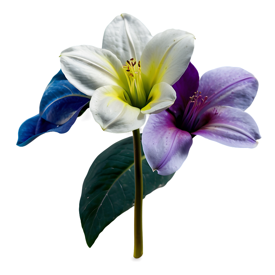 Flower D PNG image