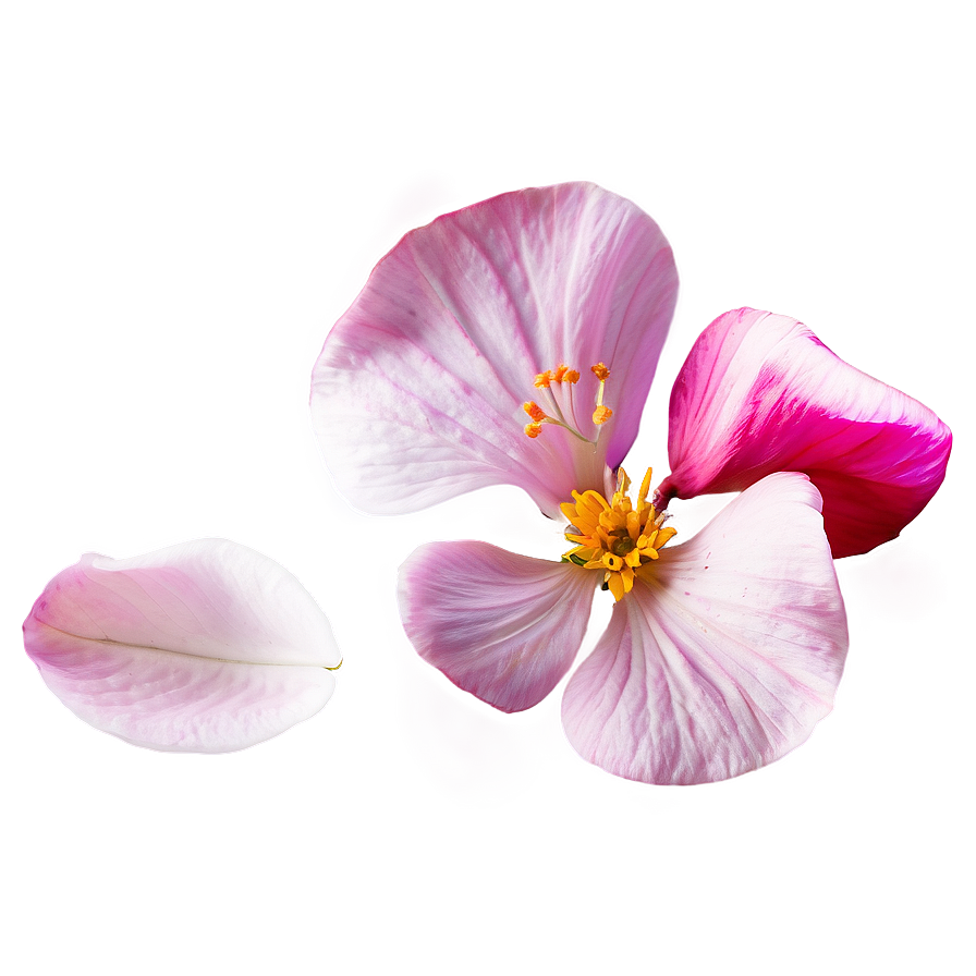 Flower Petal Transparent Png 16 PNG image