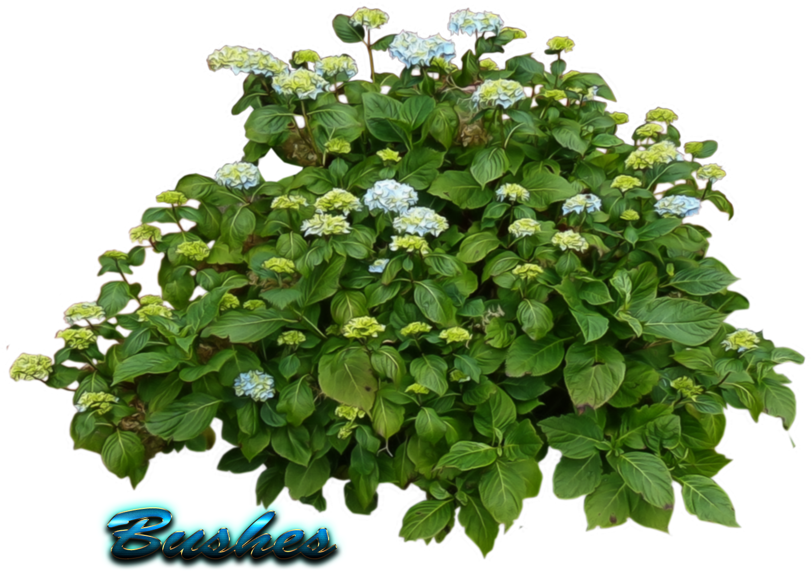 Flowering Green Shrub Graphic PNG image