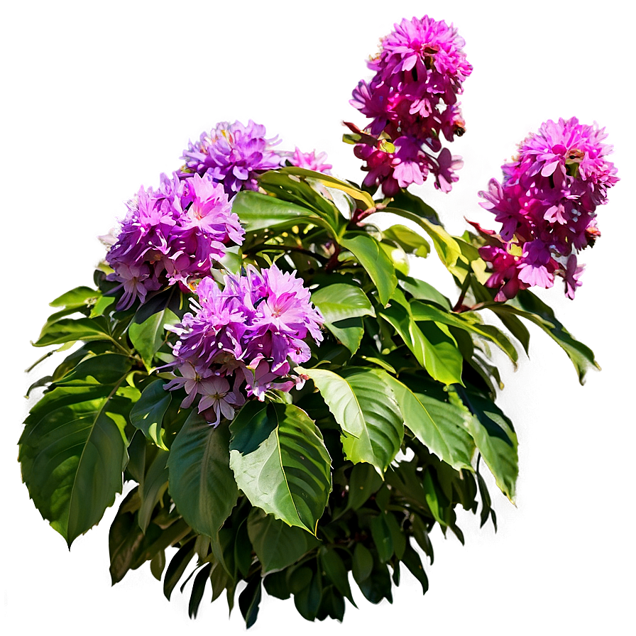 Flowering Shrubs Png 57 PNG image