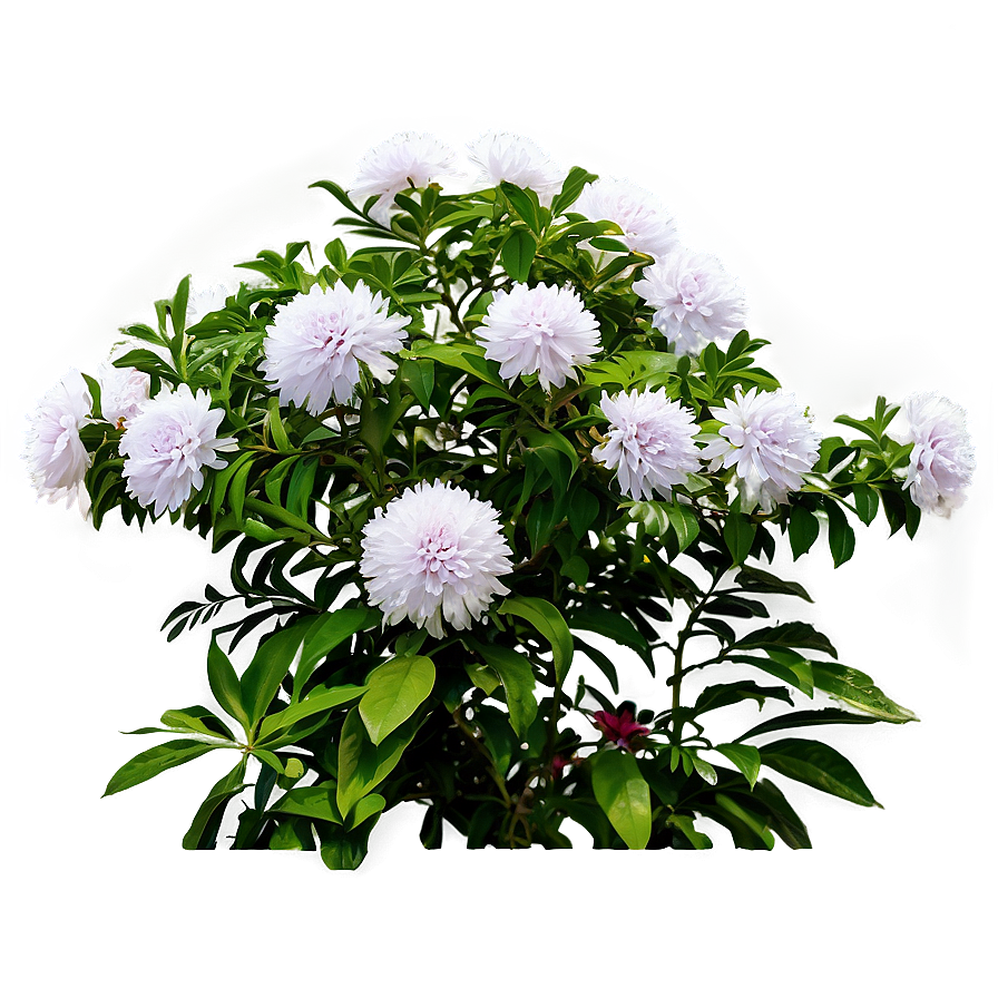 Flowering Shrubs Png Vsg PNG image