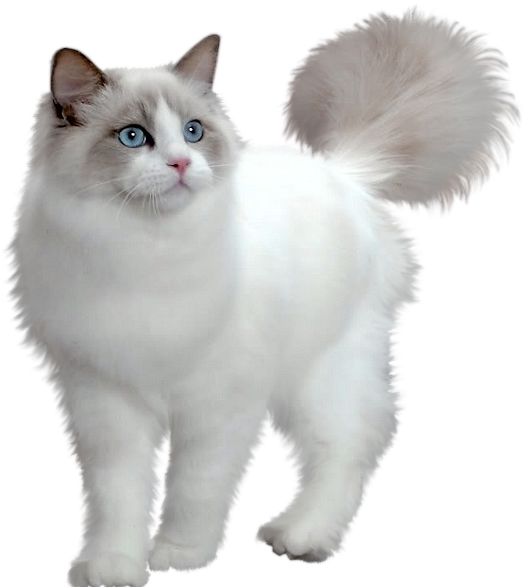 Fluffy Birman Cat Blue Eyes PNG image