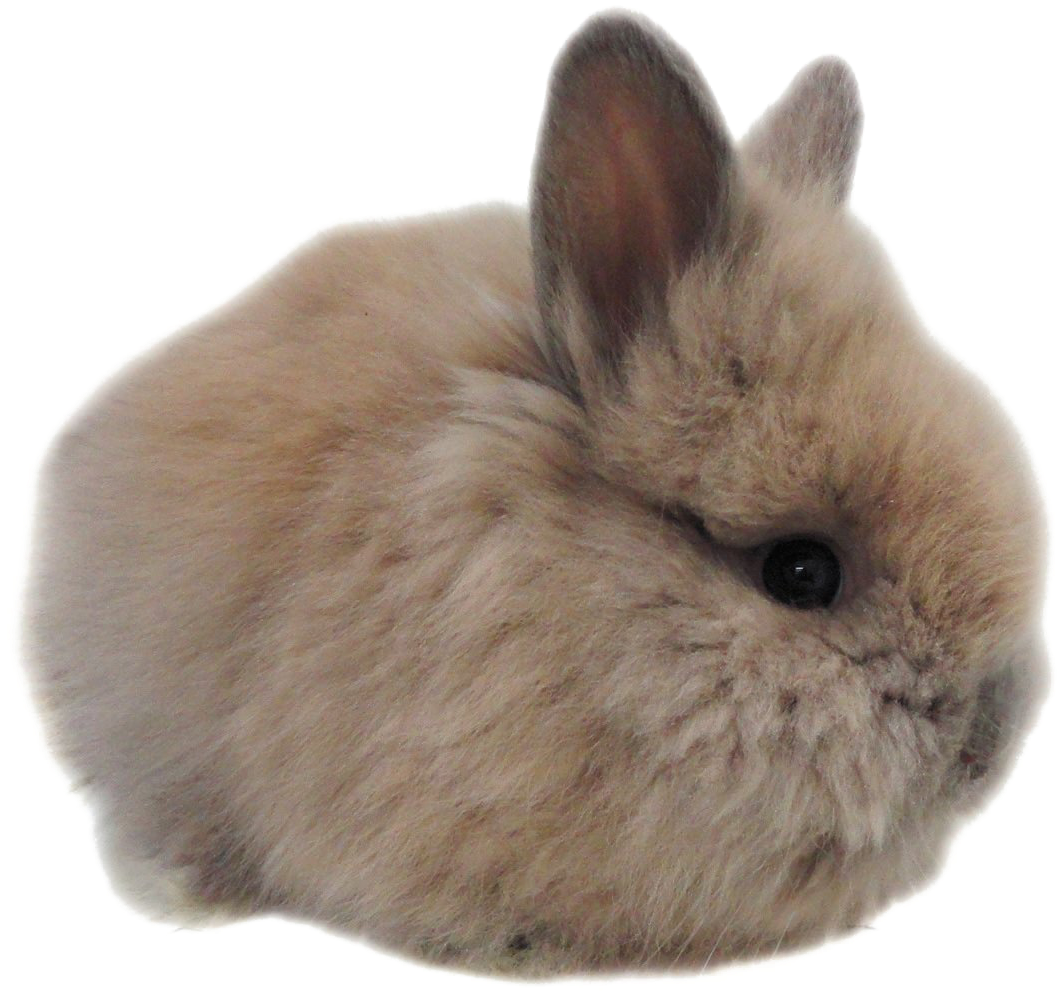 Fluffy Brown Bunny Isolated PNG image